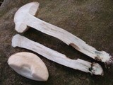 Leccinum holopus var. holopus image