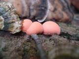 Lycogala epidendrum image