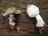 Chlorophyllum rachodes image