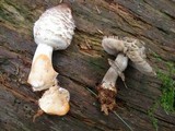 Chlorophyllum rachodes image