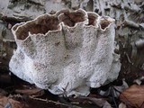 Abortiporus biennis image