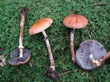 Leratiomyces squamosus image