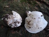 Tricholoma subresplendens image