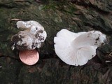 Tricholoma subresplendens image