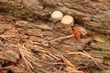 Mycena galericulata image