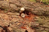 Mycena galericulata image