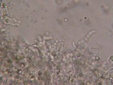 Mycena galericulata image