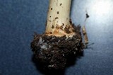 Echinoderma asperum image