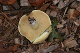 Suillus brevipes image