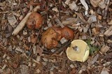 Suillus brevipes image