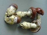 Cortinarius praestans image