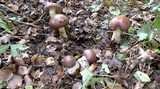 Cortinarius praestans image