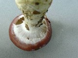Cortinarius praestans image