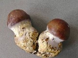 Cortinarius praestans image