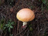 Amanita persicina image