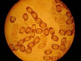 Hydnotrya cubispora image