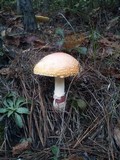 Amanita persicina image