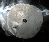 Marasmius nigrodiscus image