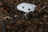 Amanita polypyramis image