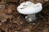Amanita polypyramis image
