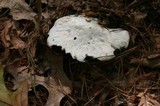 Amanita polypyramis image