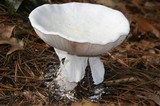 Amanita polypyramis image
