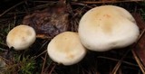 Rhodocollybia maculata image
