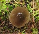 Gliophorus irrigatus image