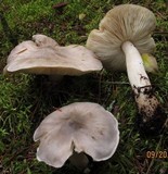 Tricholoma virgatum image