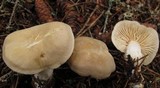 Tricholoma inamoenum image