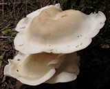 Hypsizygus marmoreus image