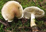 Tricholoma saponaceum image
