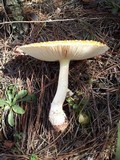 Amanita persicina image