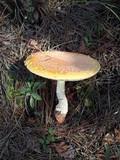 Amanita persicina image