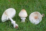 Amanita multisquamosa image