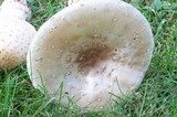 Amanita multisquamosa image