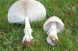 Amanita multisquamosa image