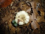 Lactarius cinereus image
