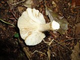 Lactarius cinereus image