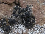 Toninia aromatica image