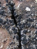 Toninia aromatica image