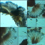 Toninia aromatica image