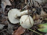 Suillus viscidus image