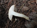Suillus viscidus image