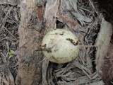 Suillus viscidus image