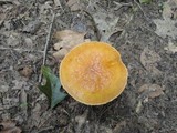 Suillus grevillei image