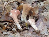 Clavariadelphus unicolor image