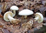 Clitocybe robusta image