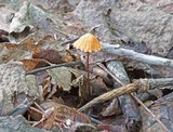 Marasmius siccus image
