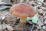 Polyporus radicatus image
